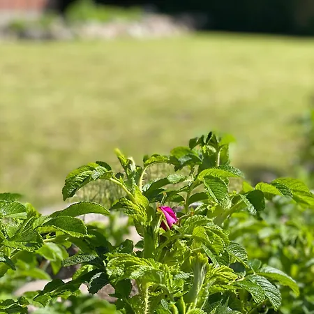 Lillehus Dom wakacyjny Fehmarn